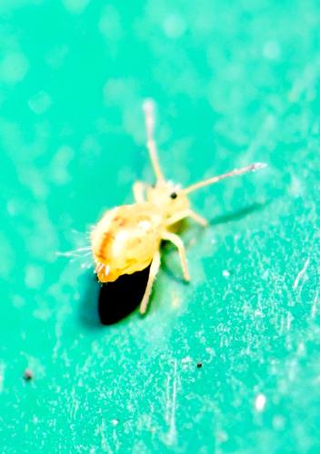 Dicyrtomina saundersi